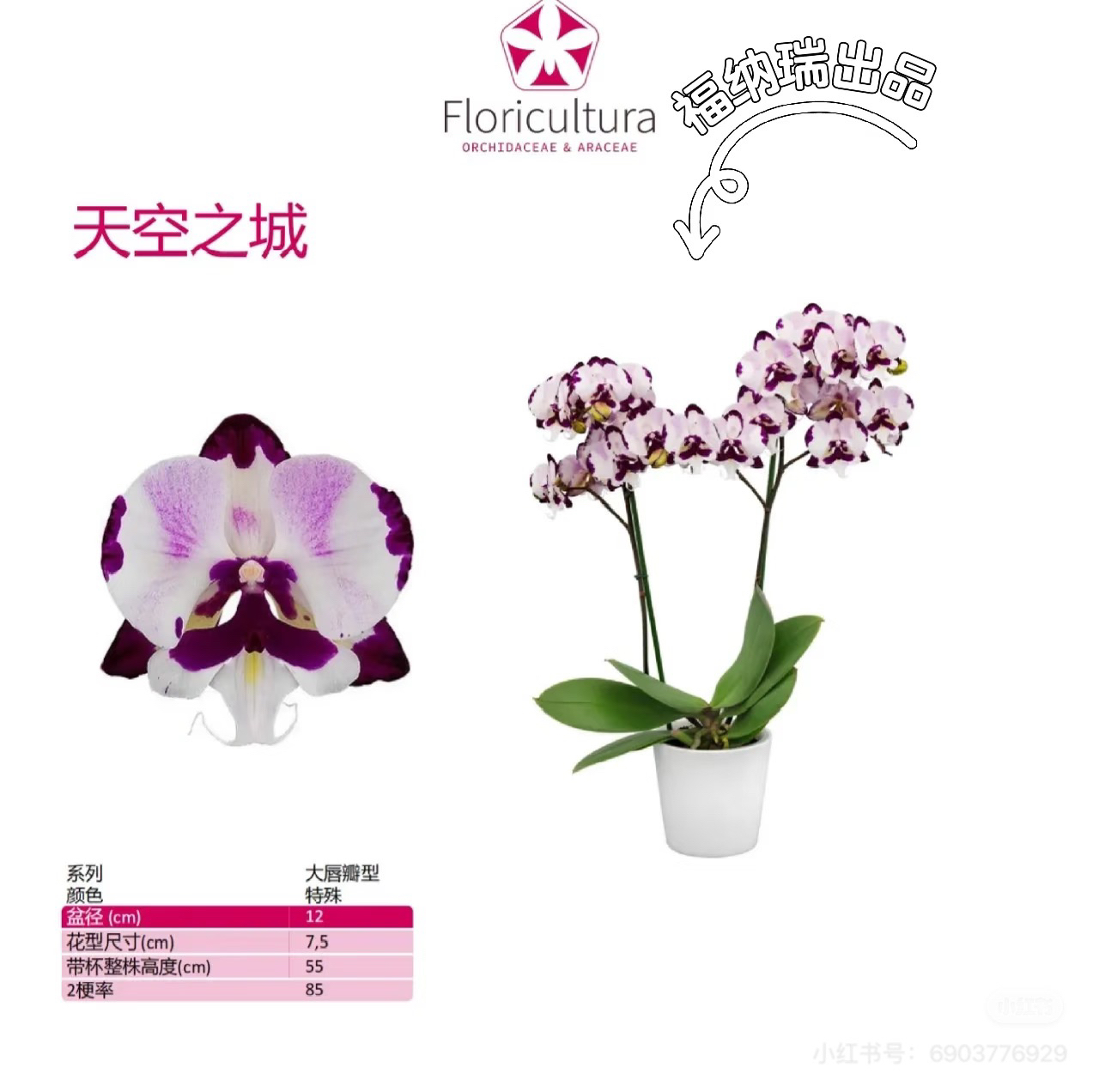 【天空之城】3.0寸加高杯 贵货 带花剑