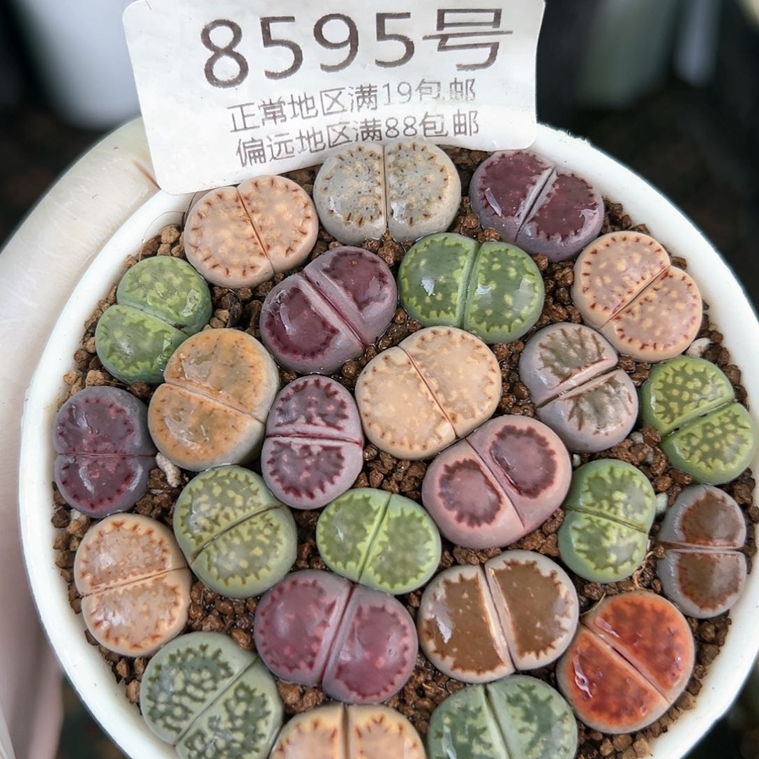 8595三年彩饼干25颗1.2-1.5cm