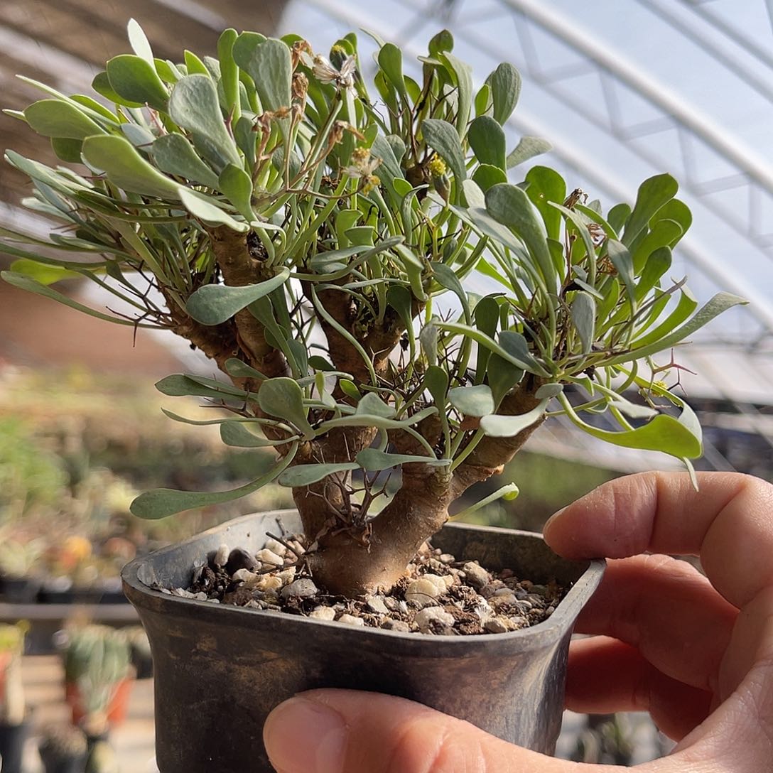 实生黑鬼殿一物一拍的