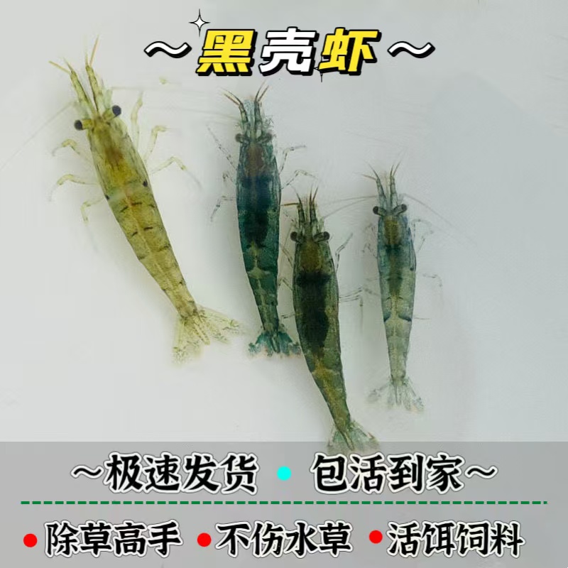 精品黑壳虾草缸观赏清洁虾除藻虾工具虾鱼缸造景喂鱼喂龟活体饲料