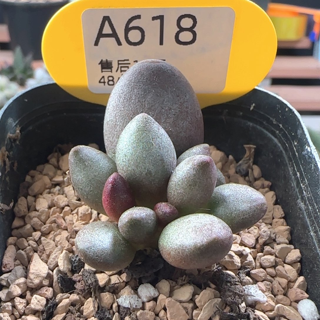 红仙桃。   618。     