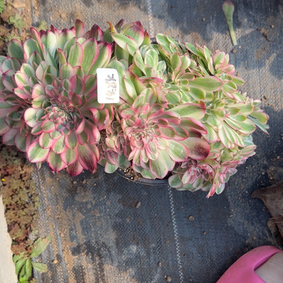 84荔枝缀多肉一组