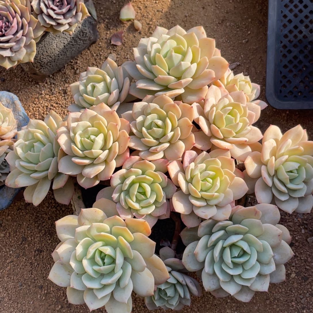 多肉植物多肉植物