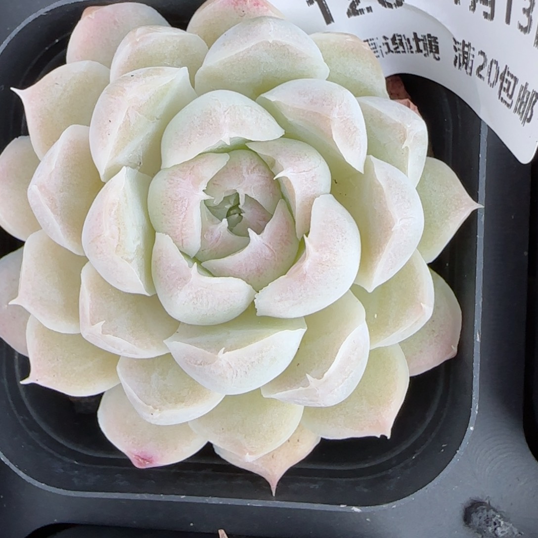 花语逸境0113-120