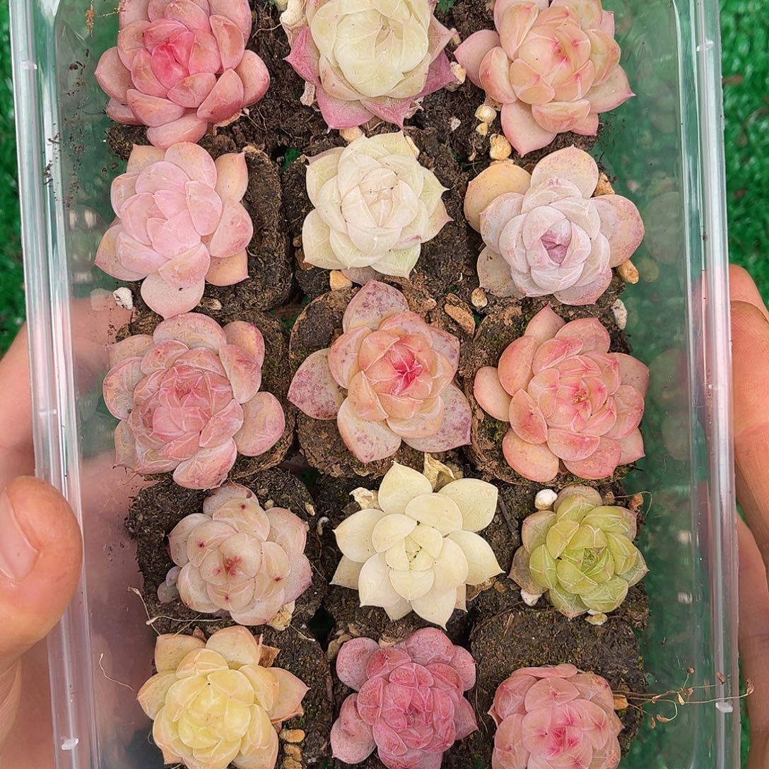 多肉一物一拍31-96