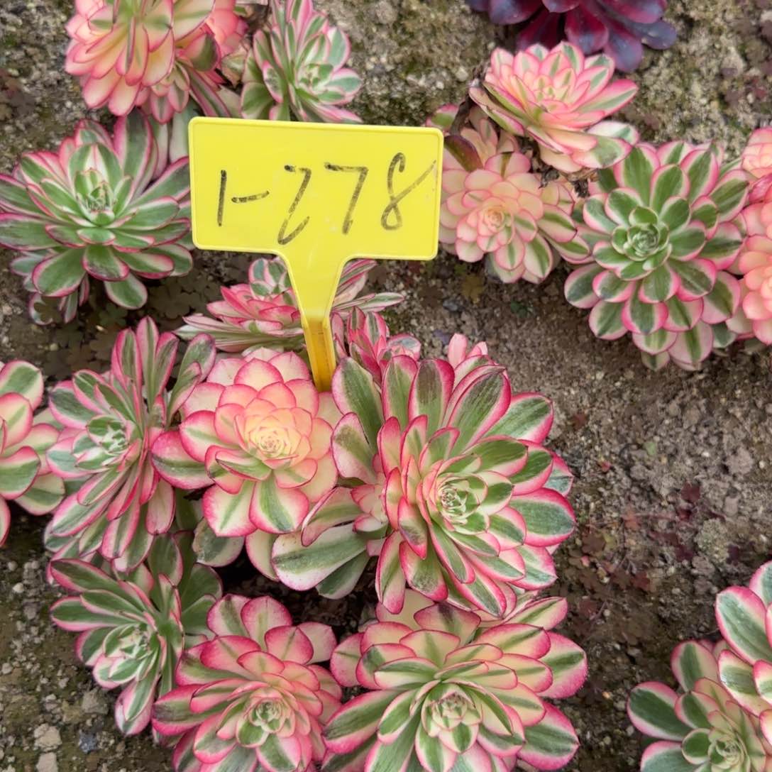 1-278---倾城之恋多头