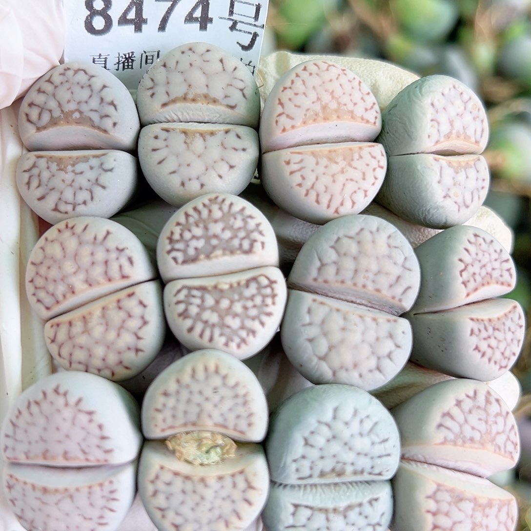 8474 好养易活生石花大母本12个2-2.5cm