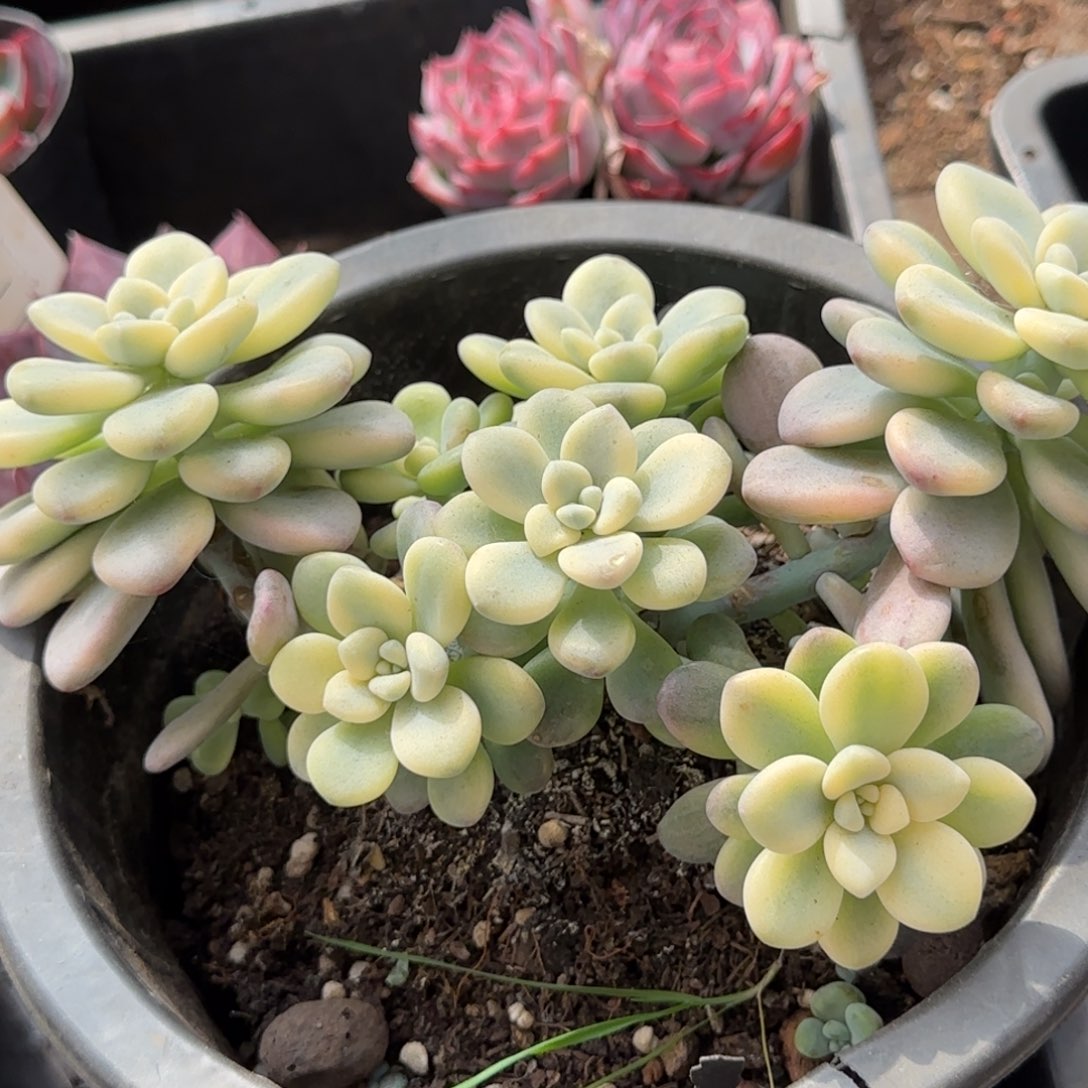 洛神锦一物一拍包装收缩花旱