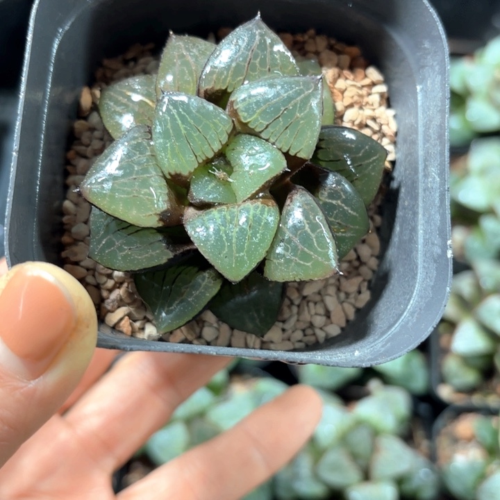 日月潭多肉植物哈
