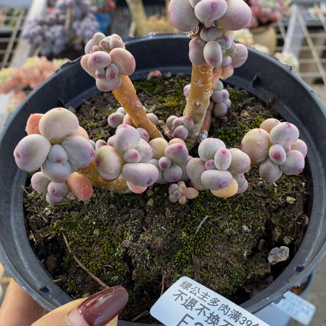 苹果奶302/9cm的肉