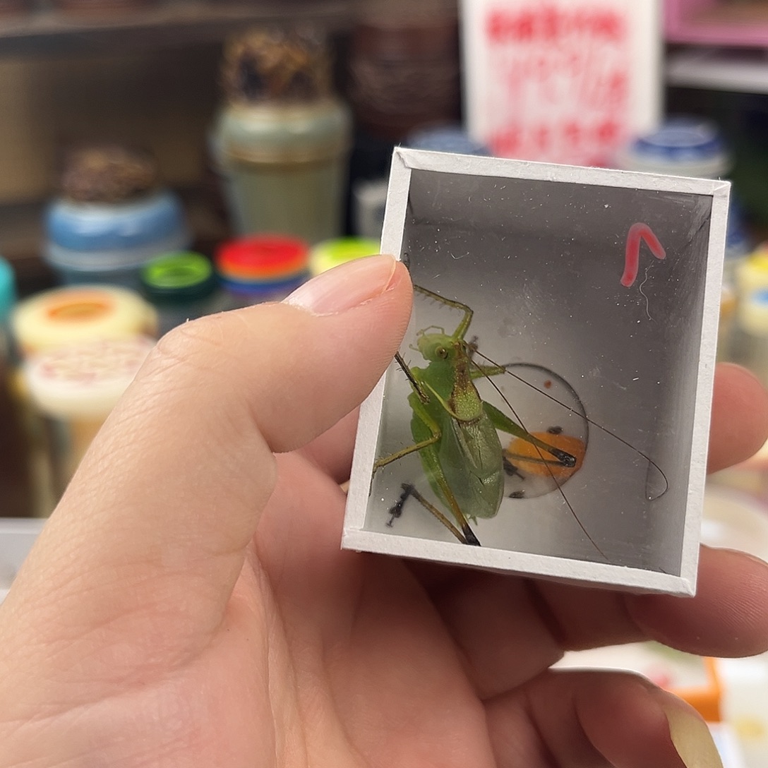 ****一条扎嘴拍拍拍拍