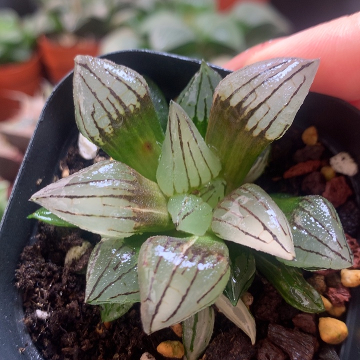 西瓜寿锦一物一拍