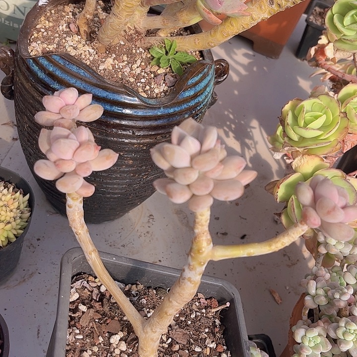 手指美人2746多肉植物