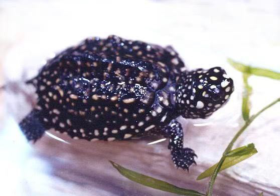 斑点龟直播间链接，不挑选的默认发龟粮