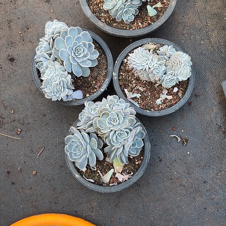 0***^粉兔群生缀化四颗打包价