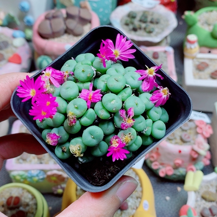 生石花花花花花花849