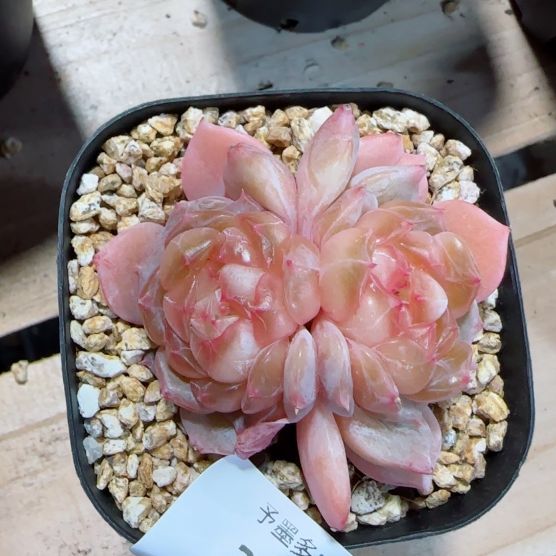 孤品，3854多肉植物