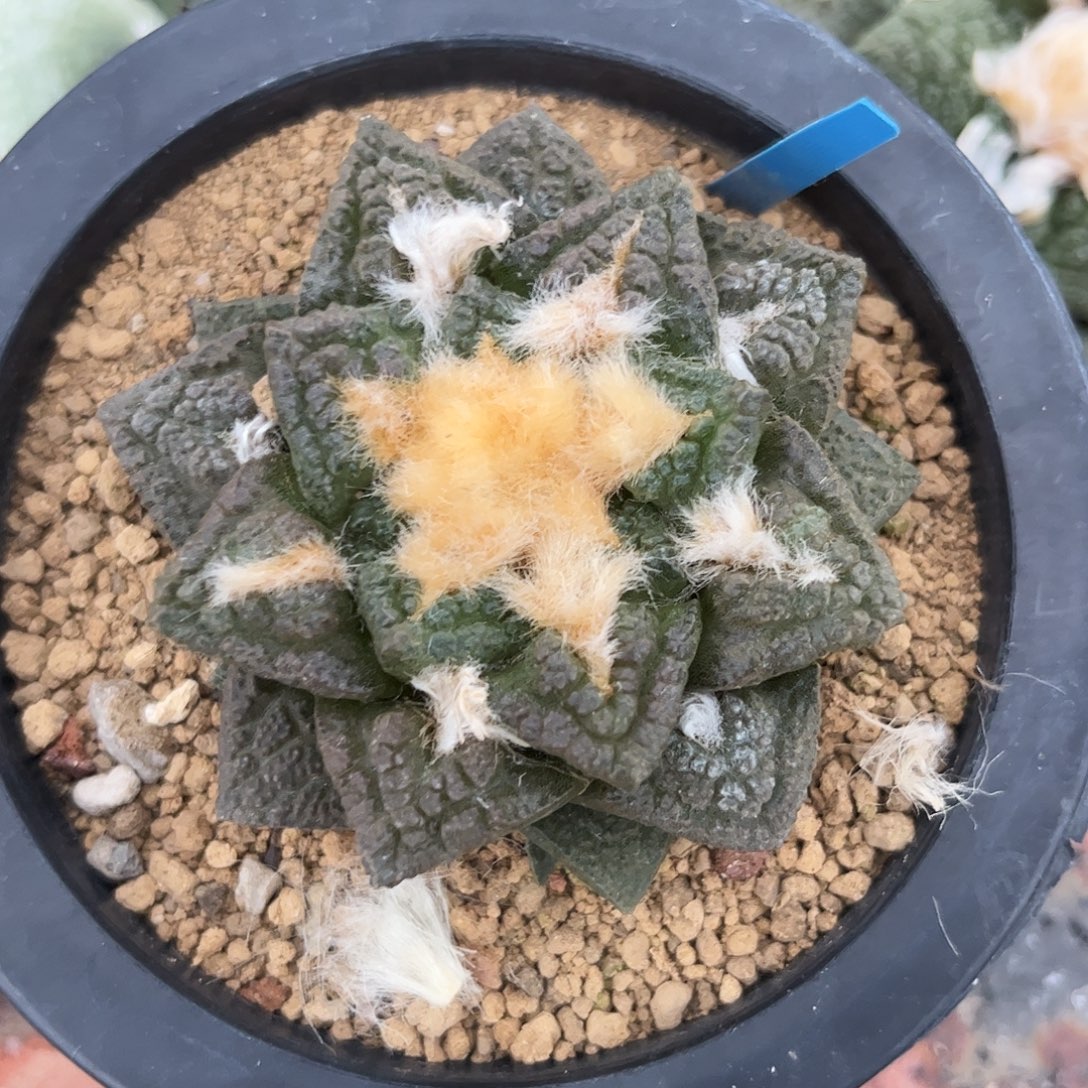 6号7cm实生紫肌志贺龟甲