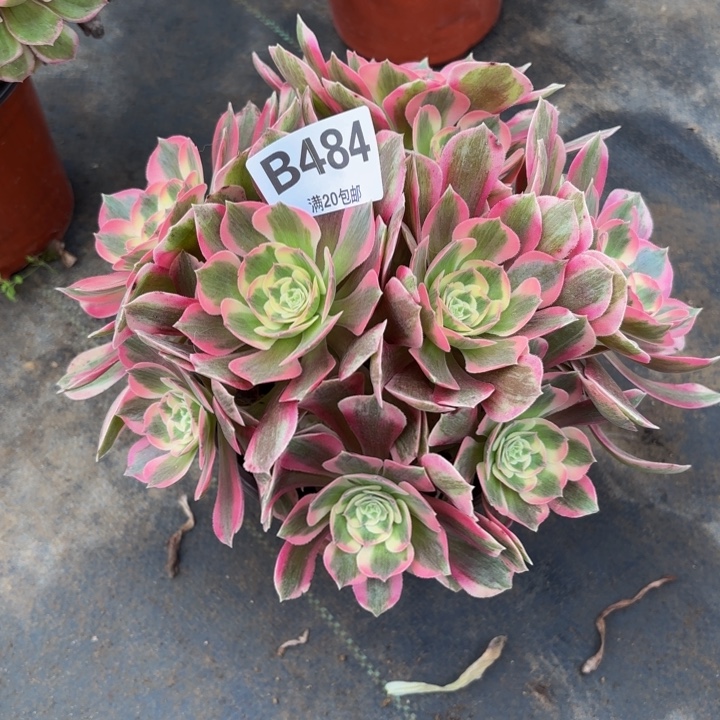 瑞妈，。。。。。。484男神，