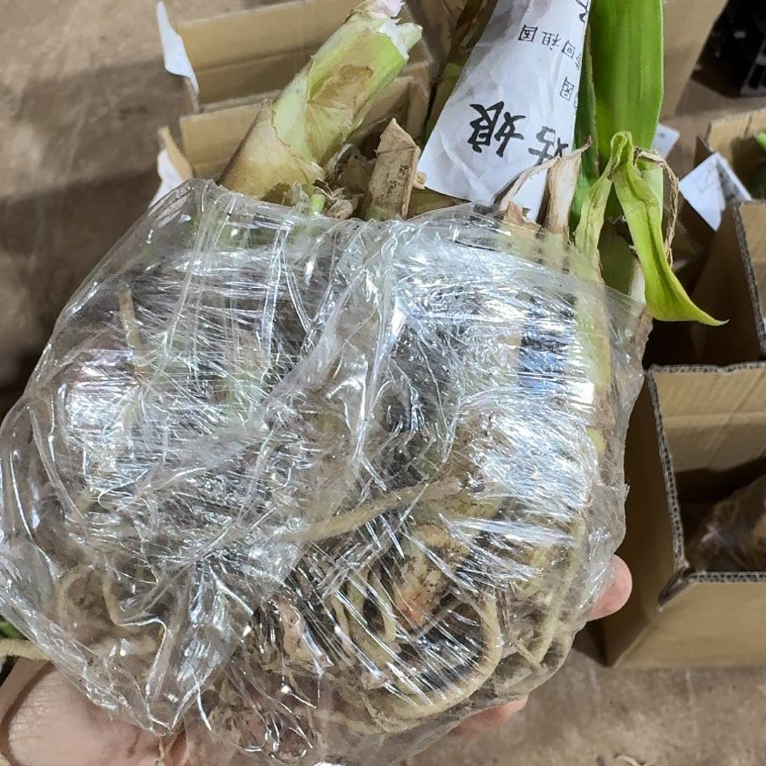 西子姑娘5+坨子发