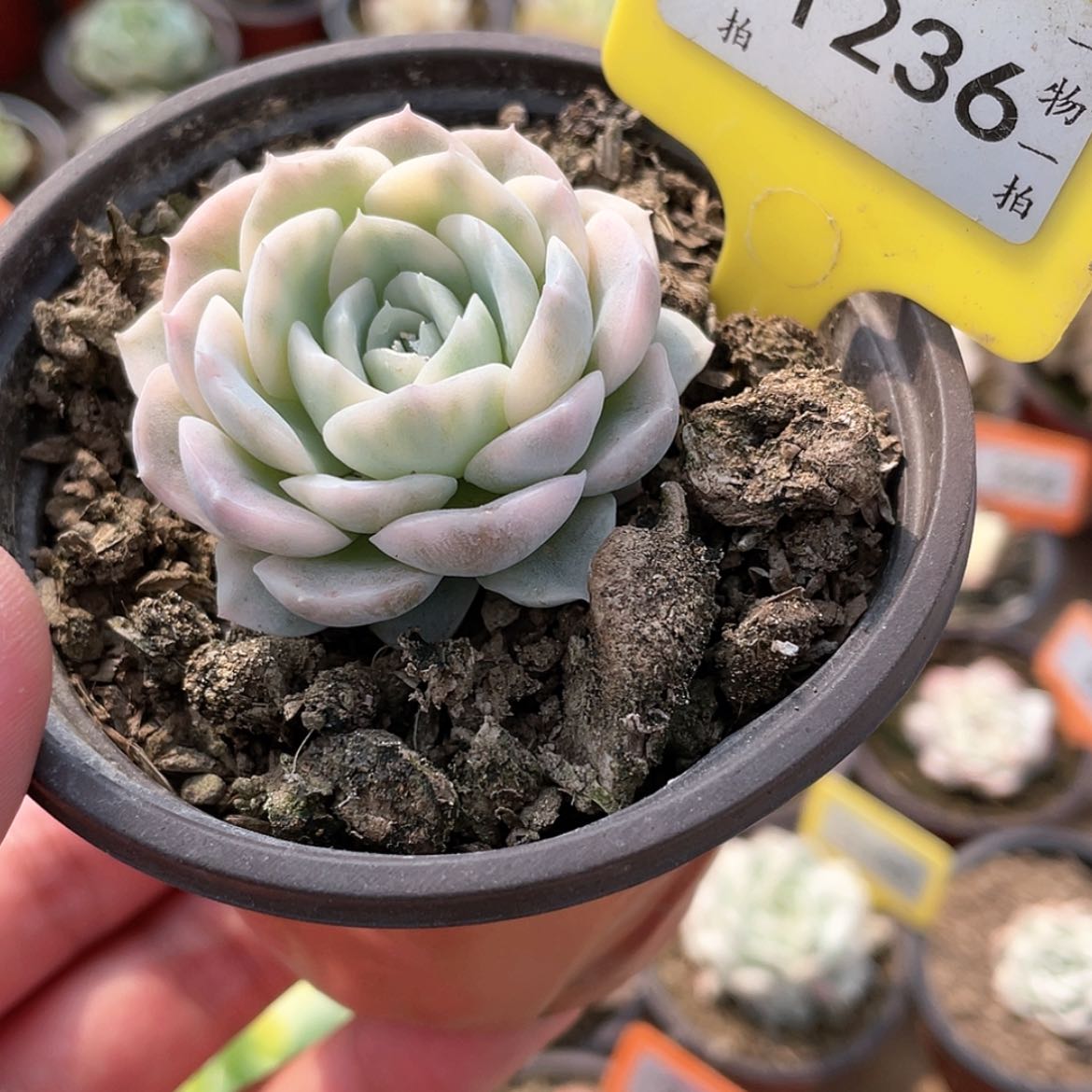 【闪购商品】1236号雪球锦