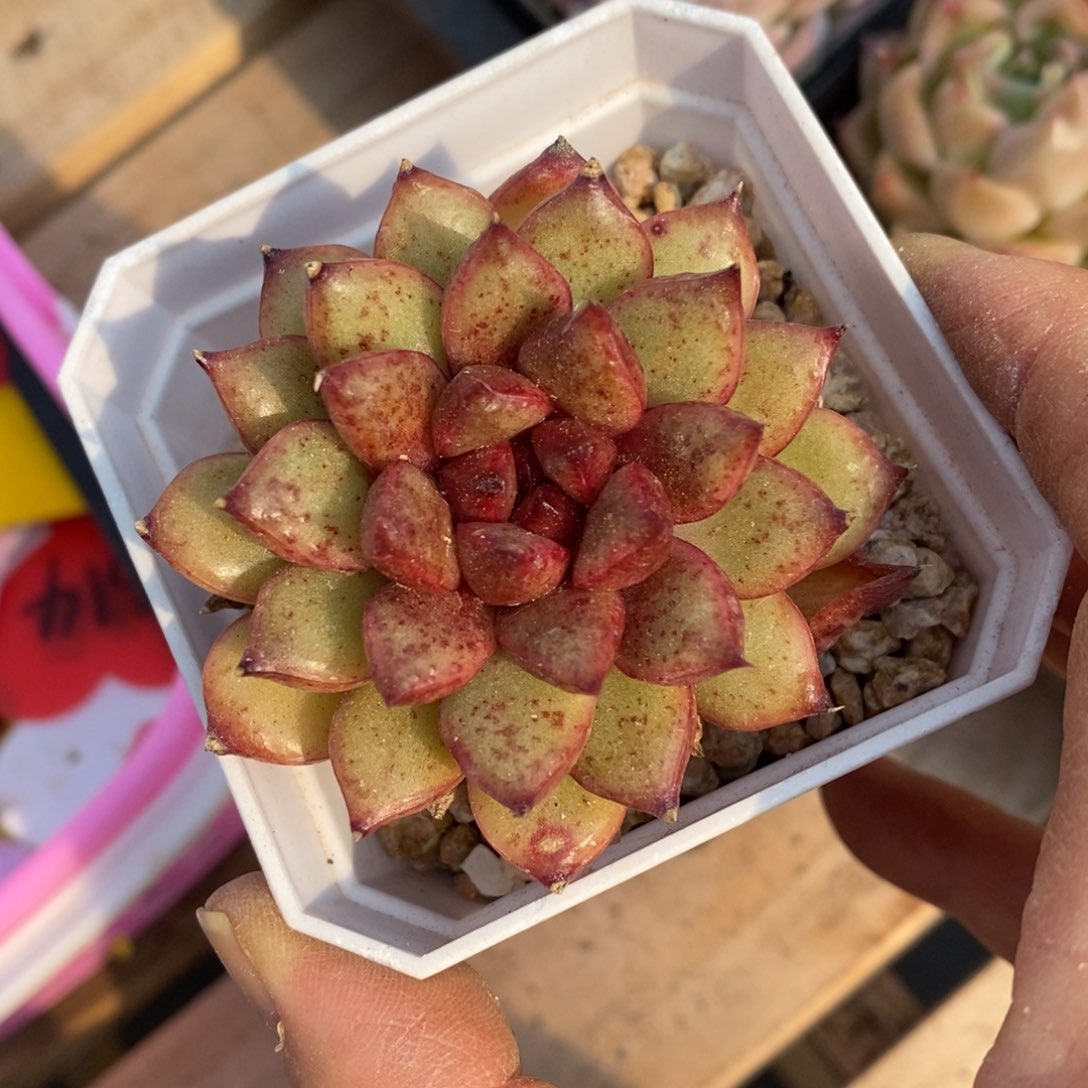 精品多肉一物一拍不包整6