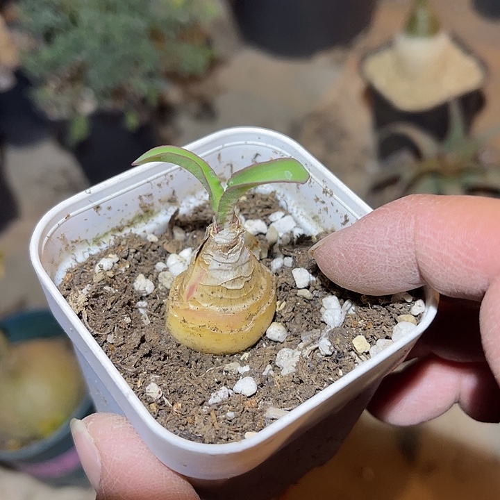 满38包邮2天凑单，脱土晾根发货多肉植物