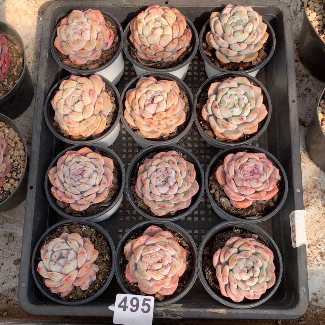 495橙子多肉植物组合