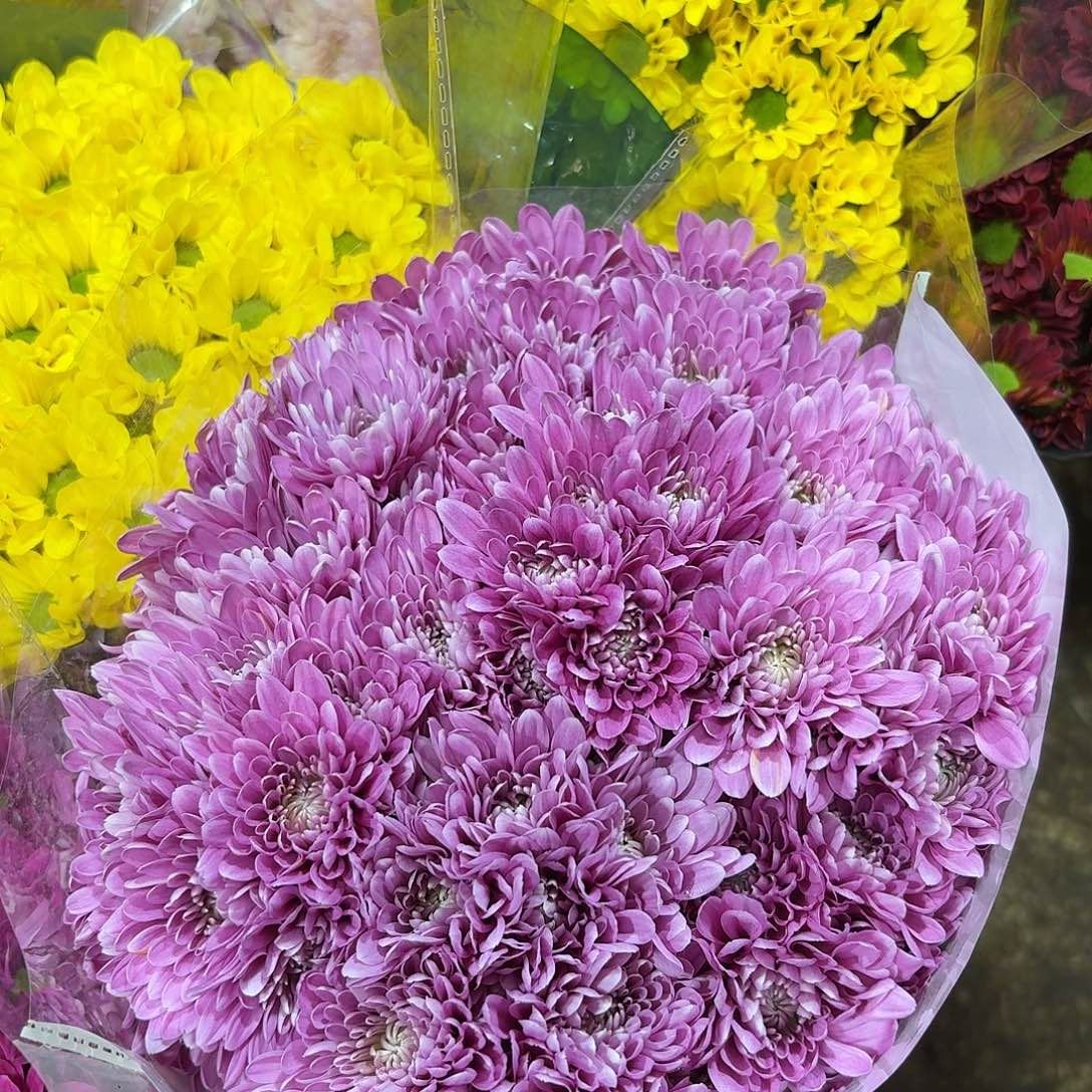 维罗妮卡小菊10支