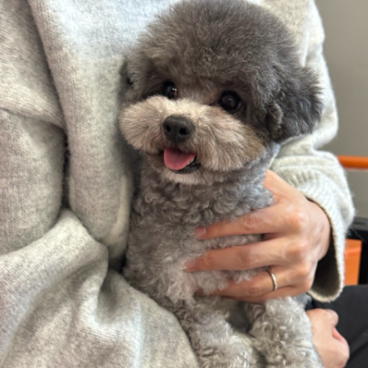 沈阳甜域私宠-灰泰迪、比熊犬