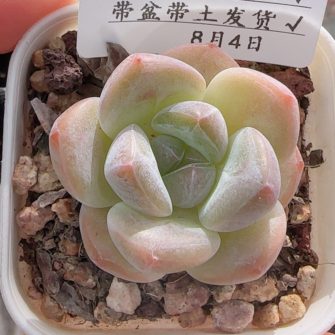 多肉0803-182糖心糖心