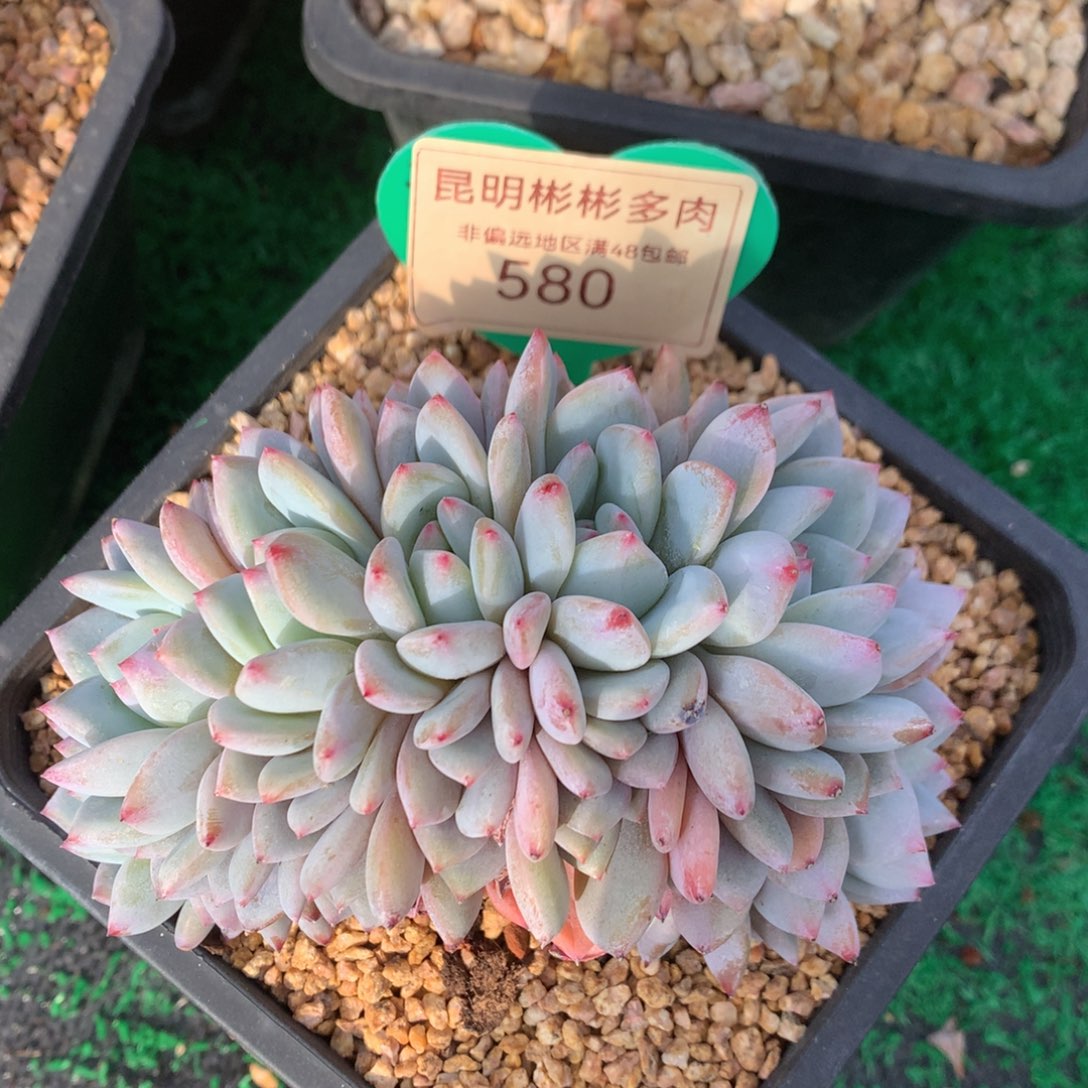星星橙朵朵缀无砍580
