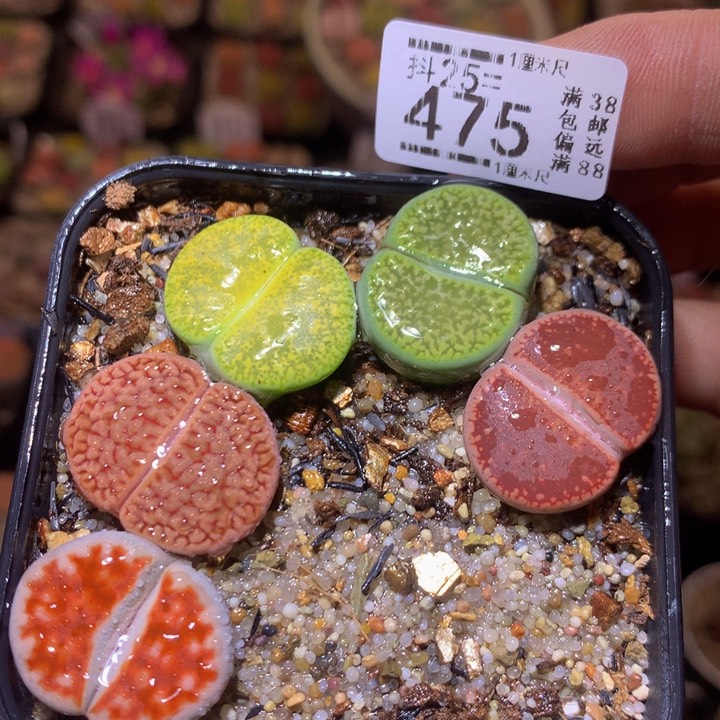 精品生石花25.475