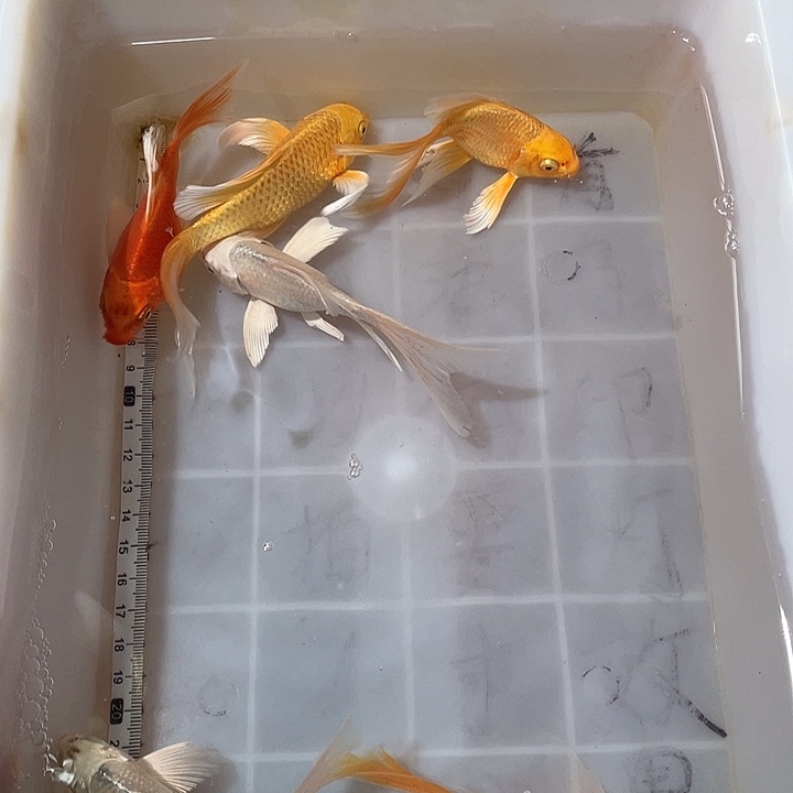 蝴蝶鲤鱼渔场直发134