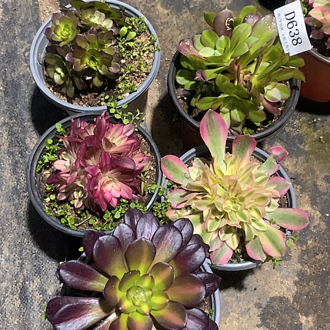 638法师多肉5颗组合