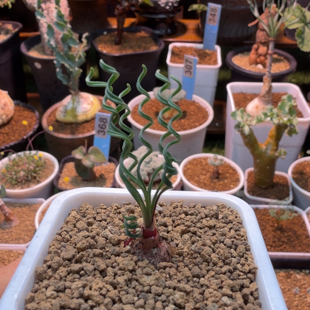 GL弹簧草792 仙人掌