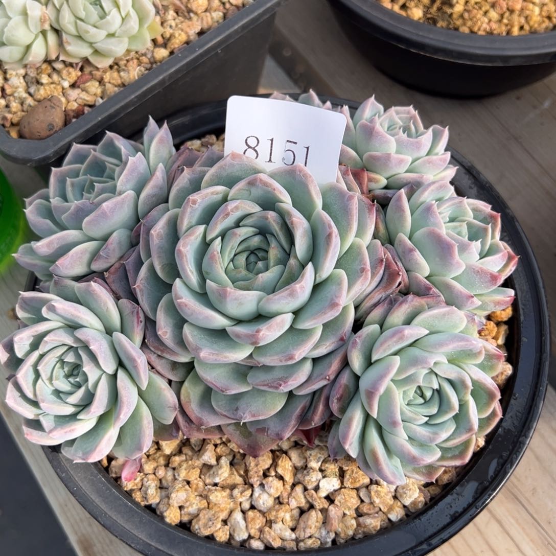 x****嘻8151多肉多多多多多d