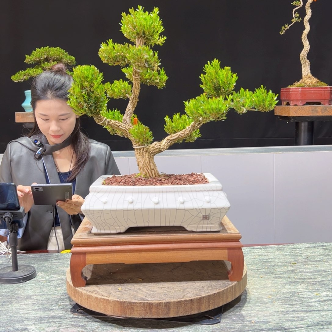 黄杨盆景老桩四季长青