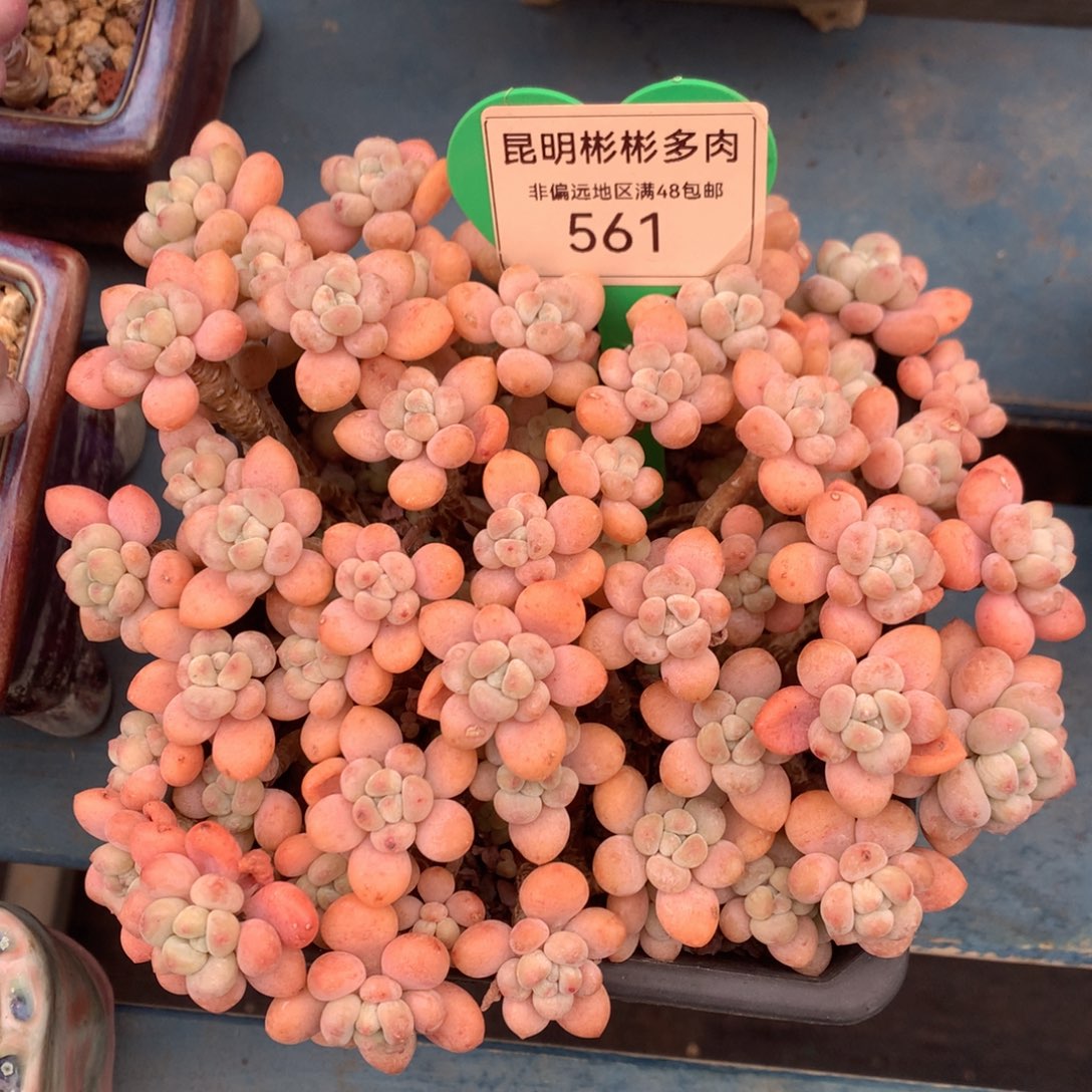 鱼子酱老桩无砍平头561