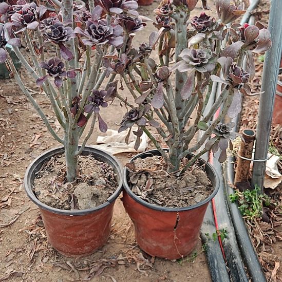 两颗法师加急发货26