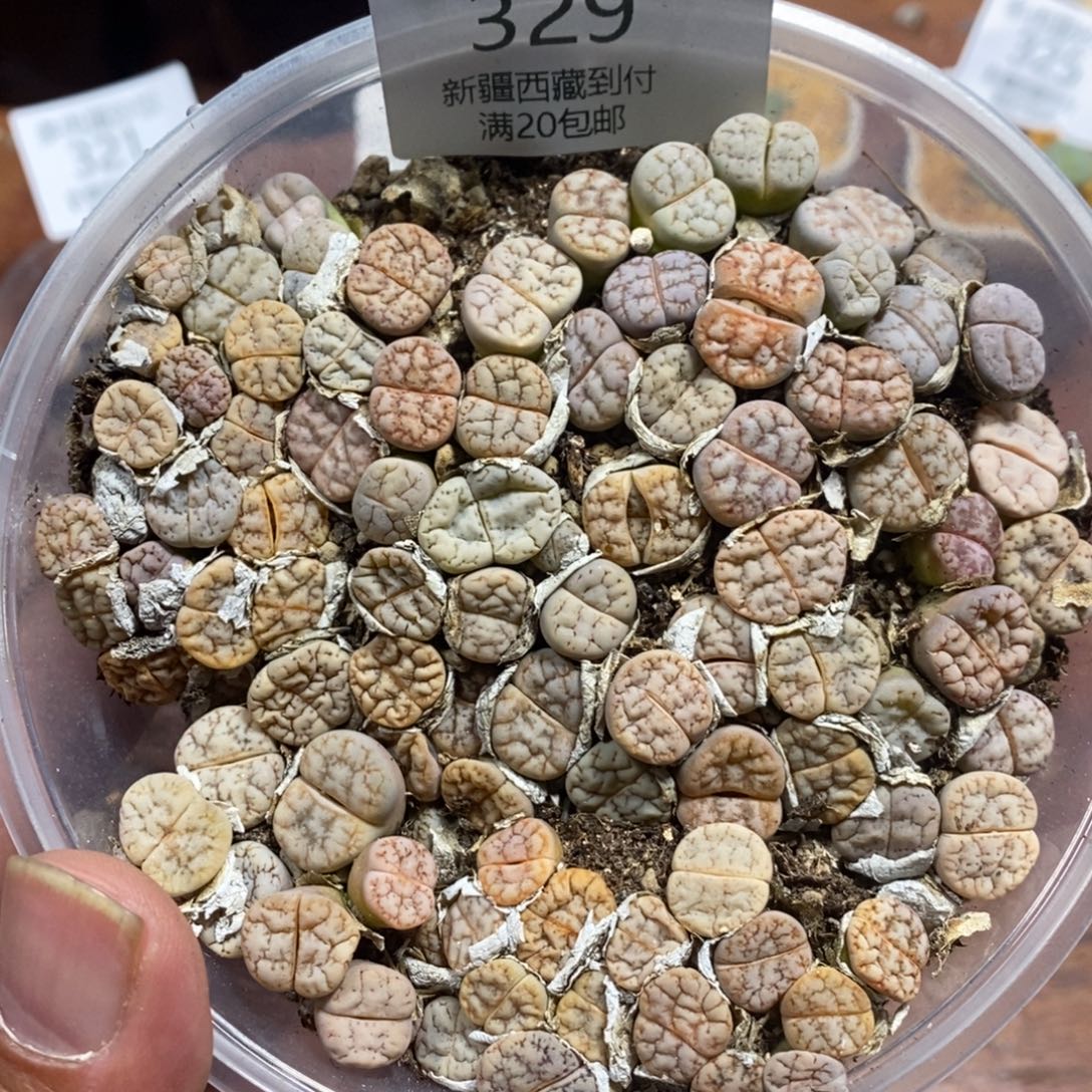 多肉蛋炒饭感谢您相伴