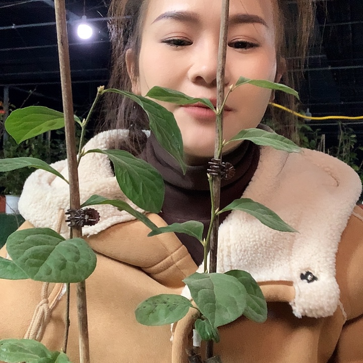 无花朵宇宙之辉26.8