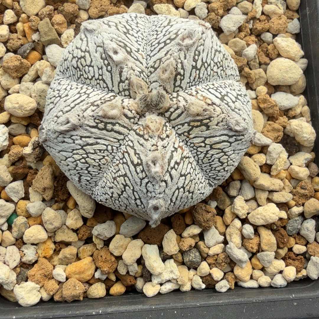 超白恩冢鸾凤玉日系仙人球