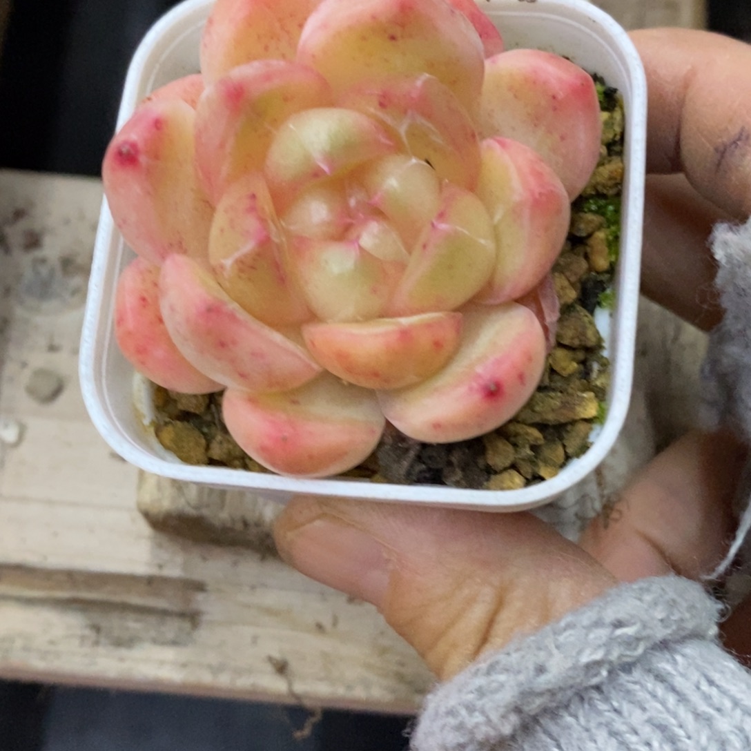 精品多肉一物一拍不包整52