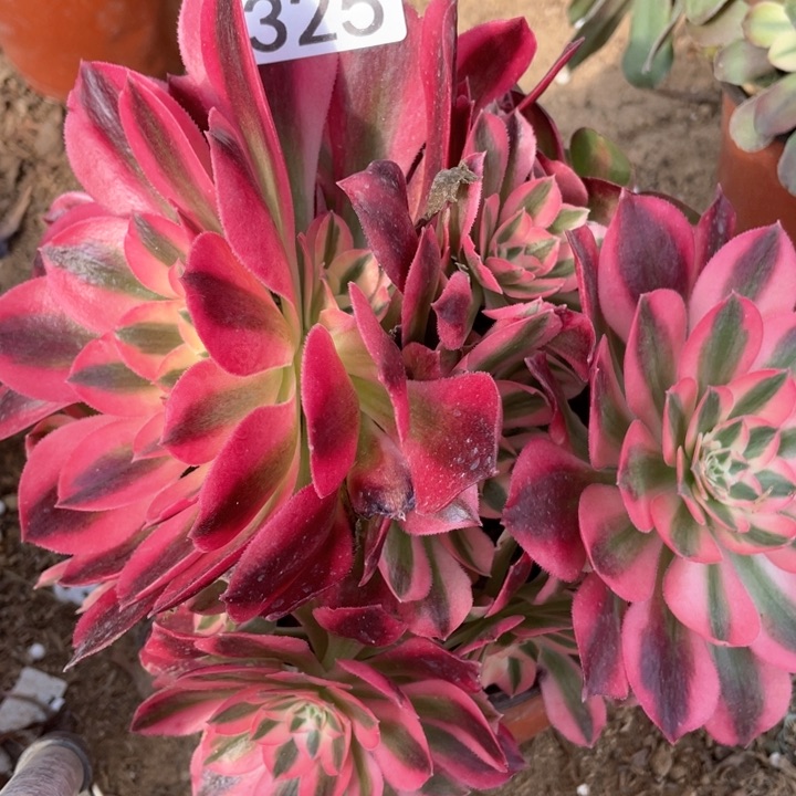 325多肉植物粉女巫