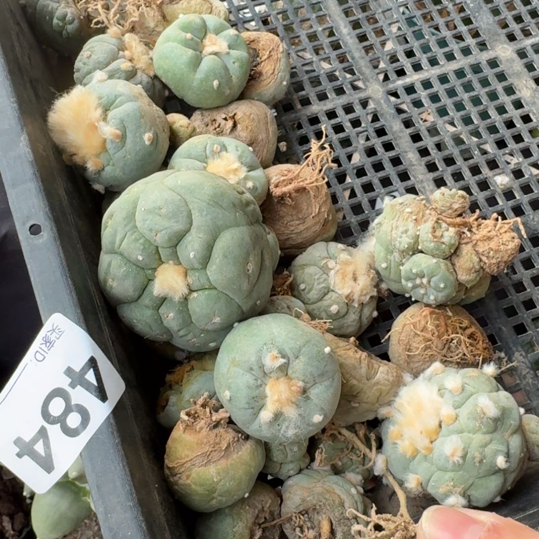 【闪购商品】一筐福利鲜484