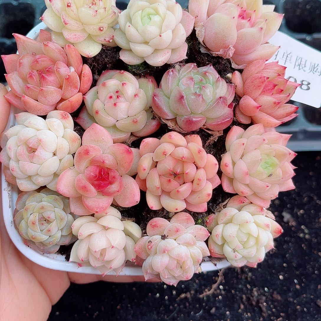 1-908 新疆西藏内蒙不发 年货后初7初8发货