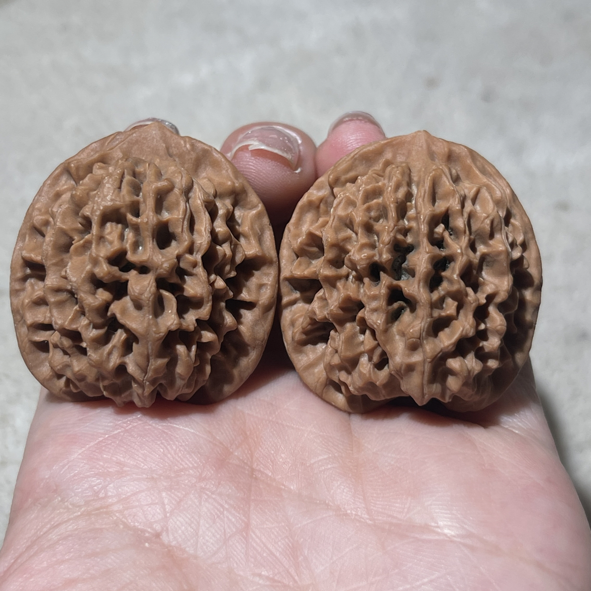 特价150元不打药秦闷，小尺寸34-35核桃，黄蜡皮走色牛津红，骨质好