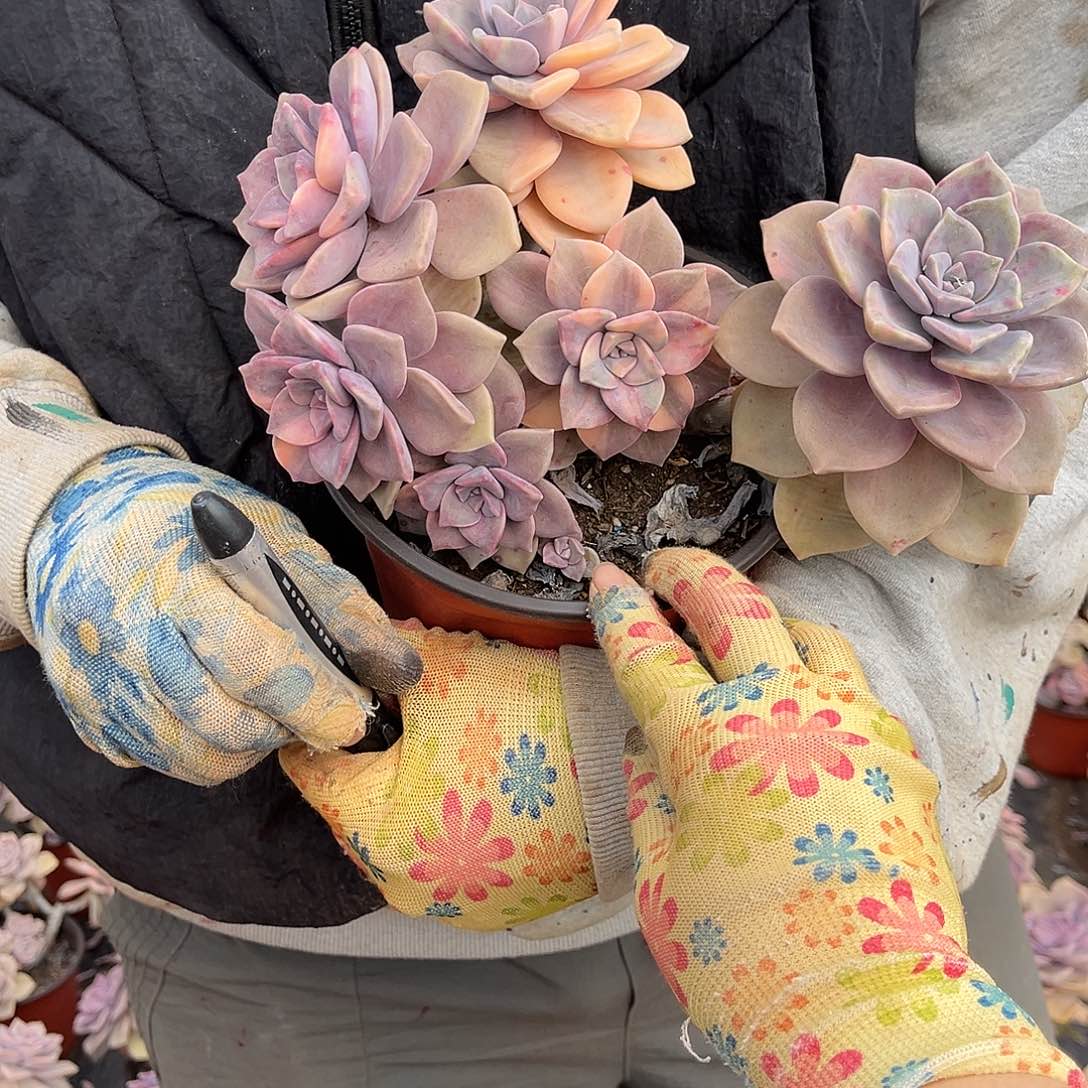 紅*彤多肉植物紫乐景Z40