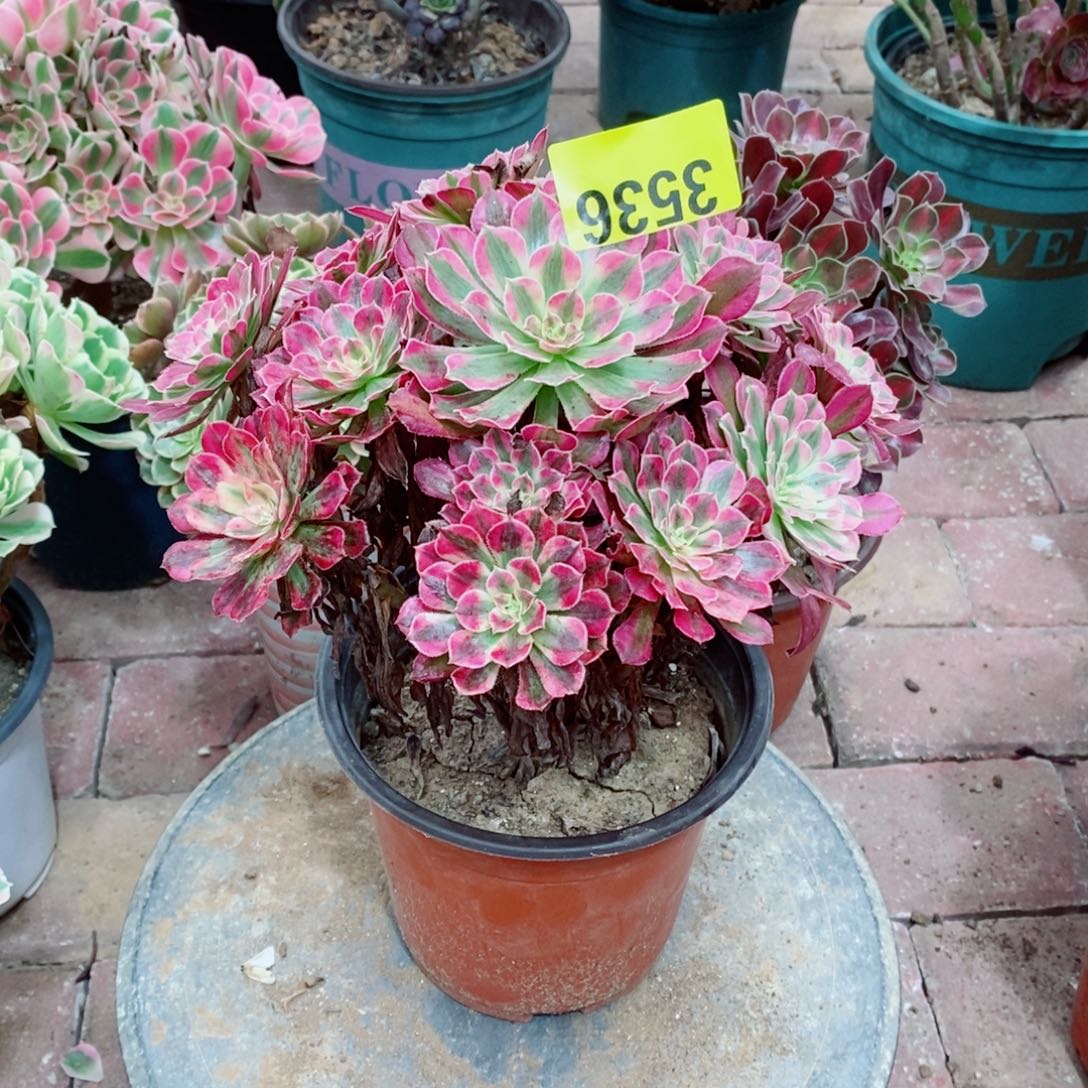 红同白多肉植物3536